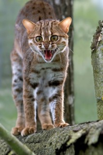 Rusty-spotted cat (prionailurus rubiginosus), adult growling