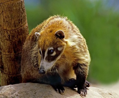 White-Nosed Coati (nasua narica), Adult on Rock