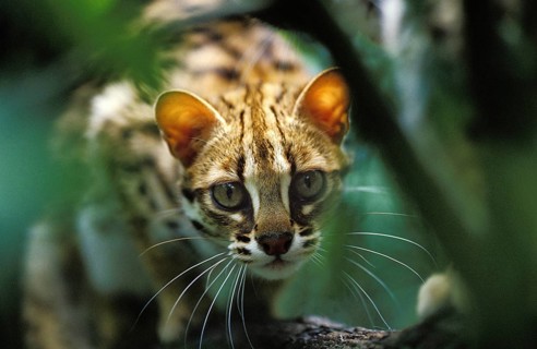 Leopard cat (prionailurus bengalensis), Camouflaged adult