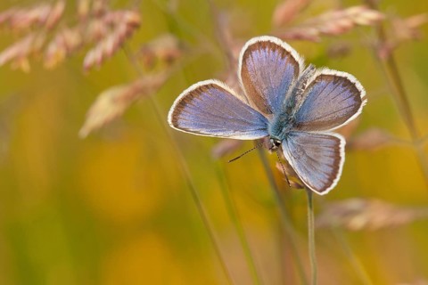 Silver-studded blue (Plebejus argus) male, North Rhine-Westphalia, Germany, Europe