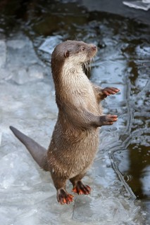European European otter (Lutra lutra) European , European , optional