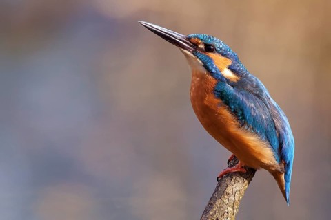 Common Kingfisher or Eurasian Kingfisher (Alcedo atthis), Tyrolean Unterland, Tyrol, Austria,