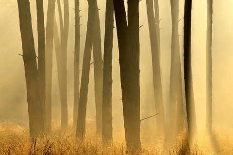 Scots pine forest (Pinus silvestris) in autumnal sunny light, Lower Rhine, North Rhine-Westphalia,