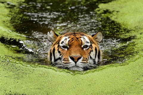Siberian Tiger (Pantera tigris altaica)