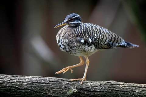 Sunbittern (Eurypyga helias), page