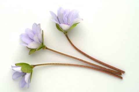 Liverwort (Hepatica triloba) (Hepatica nobilis) (Anemone hepatica), synonyma, common liverwort,