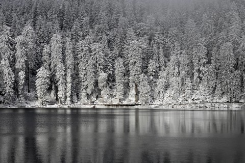 Winter landscape at Mummelsee, reflection of the forest, near Seebach, Black Forest, Ortenaukreis,