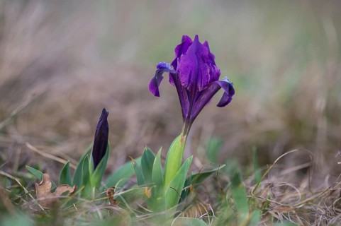 Dwarf Iris (Iris pumila), Burgenland, Austria, Europe