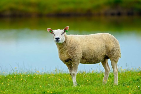 Texel sheep, Island of Texel, North Holland, Netherlands