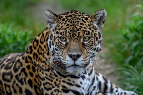 Jaguar (Panthera onca) with radio collar lies attentively in the grass grass, Conservation Land