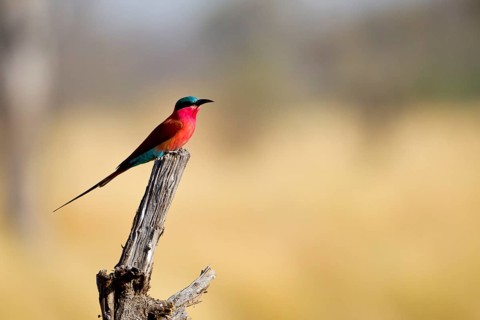Southern Carmine Bee-eater (Merops nubicoides) perched on a stick, Botswana, Africa