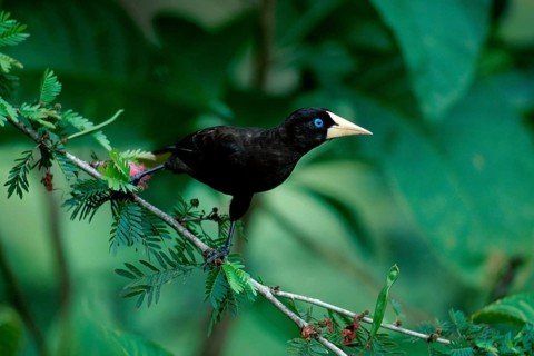 Crested Oropendola (Psarocolius decumanus), Trinidad