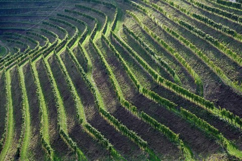Vines in autumn, harvest time, near Durbach, Ortenaukreis, Black Forest, Baden-Württemberg,