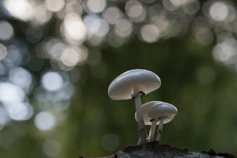Porcelain fungi (Oudemansiella mucida), Emsland, Lower Saxony, Germany, Europe