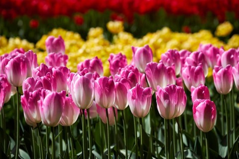 Blooming pink tulips flowerbed in Keukenhof flower garden, also known as the Garden of Europe, one