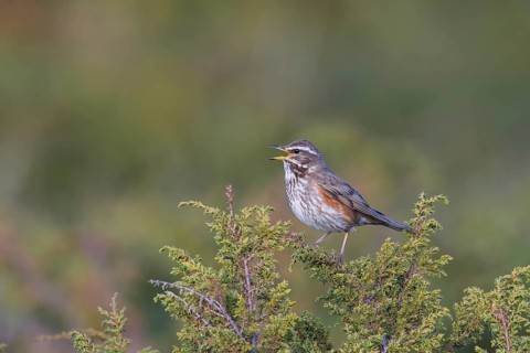 Redwing (Turdus iliacus) sings on bush, Dovre Fjell National Park, Norway, Europe