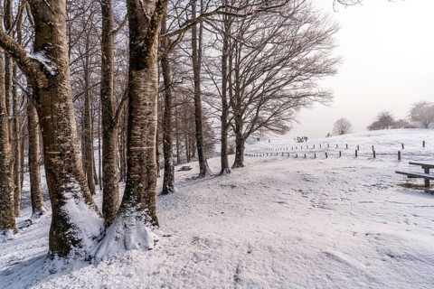 Snowy sunrise next to trees in the picnic area next to the refuge of Mount Aizkorri in Gipuzkoa.