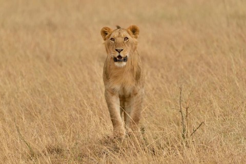 Lioness (Panthera leo), Massai Mara, Rift Valley Province, Kenya, Africa