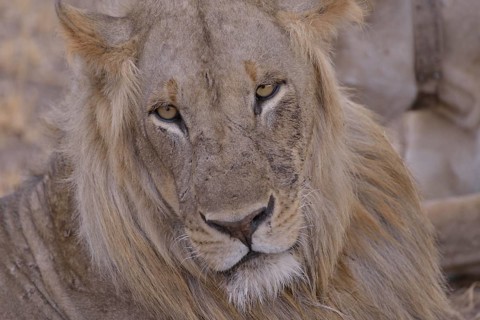 Maned lion (Panthera leo), old animal, portrait, Nsefu sector, South Luangwa National Park, Zambia,