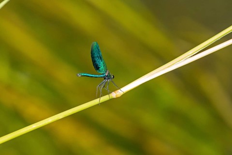 Dragonfly on branch, beautiful demoiselle (Calopteryx virgo), Garstedt, Lower Saxony, Germany,