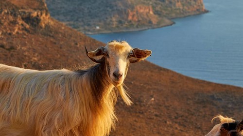 Goat (Caprae), looking at camera, morning light, Gramvoussa Peninsula, Pirate Bay, Balos, Tigani,