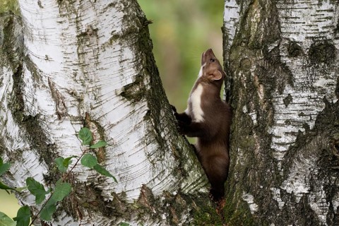 Beech marten (Martes foina), Bitburg, Rhineland-Palatinate, Germany, Europe