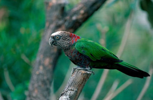 Red-fan parrot (Deroptyus accipitrinus), lateral view