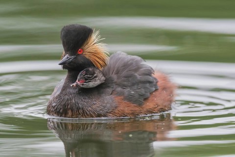 Black-necked Grebe (Podiceps nigricollis) with young bird in plumage on the back, swims in the
