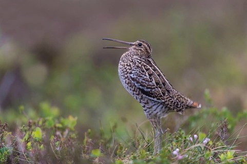 Great snipe (Gallinago media), courtship, Northern Norway, Finnmark, Lapland, Norway, Europe