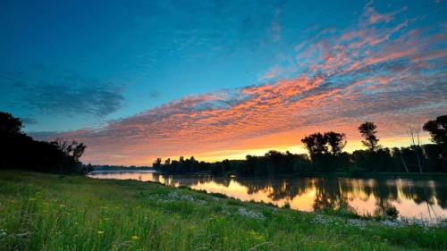Morning glow on the Old Rhine with valerian (Valeriana officinalis) and deciduous trees, Xanten,
