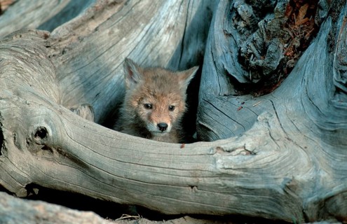 Coyote (Canis latrans) cub