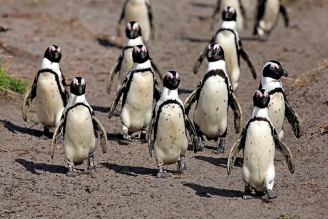 African penguin (Spheniscus demersus), Betty's Bay, South Africa, Africa