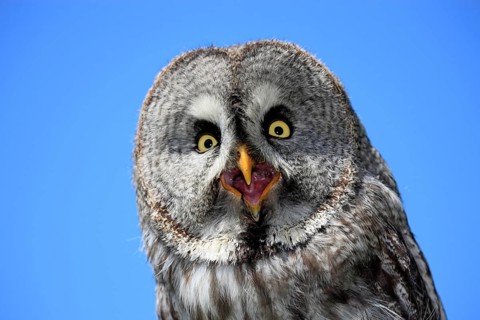 Great grey owl (Strix nebulosa)