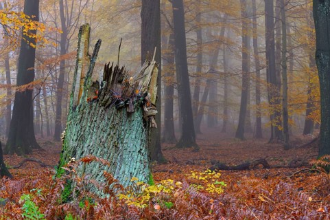 Tree stump, beech forest, natural forest cell in Hiesfeld Forest, North Rhine-Westphalia, Germany,