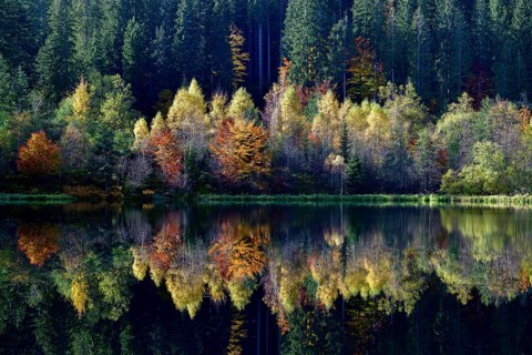 Trees reflected in the Sankenbachsee, Karsee, autumn, near Baiersbronn, Freudenstadt district,