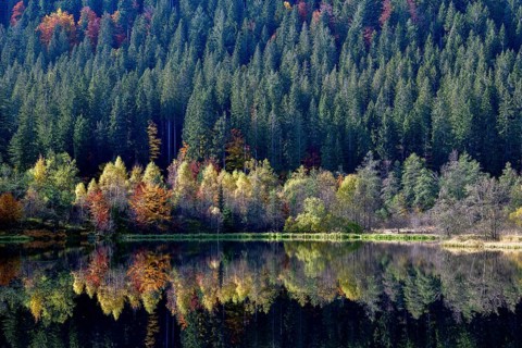 Trees reflected in the Sankenbachsee, Karsee, autumn, near Baiersbronn, Freudenstadt district,