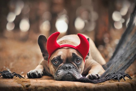 Halloween French Bulldog dog wearing red devil horn costume headband