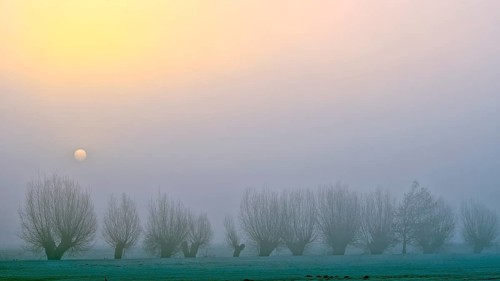 Pale sun over pollarded willows with fog, Lower Rhine, North Rhine-Westphalia, Germany, Europe