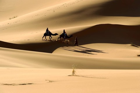 Morocco, camel driver, Berber, Erg Chebbi desert, dunes, Africa