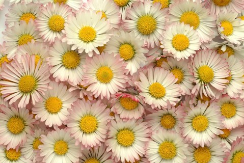 Common daisy (Bellis perennis), medicinal plant, naturopathy classifies the daisy among other