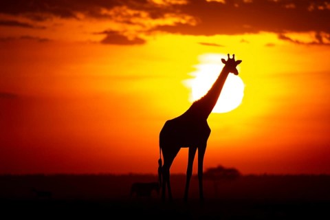 Masai giraffe (Giraffa c. tippelskirchi) Masai Mara Kenya#