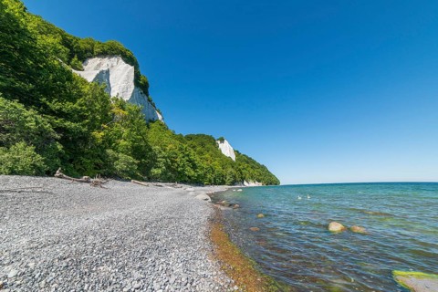 Chalk cliffs, red beech forest on the coast, Rügen, Mecklenburg-Western Pomerania, Germany, Europe