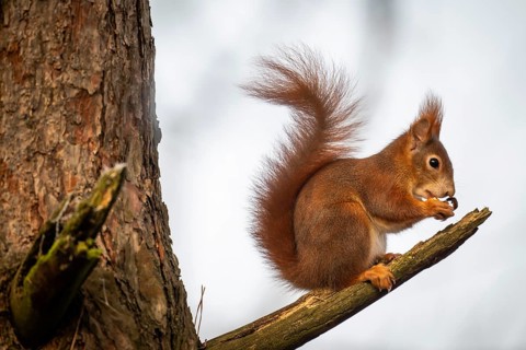 Squirrel (Sciurus vulgaris) sitting on a branch and holding a hazelnut in its paws,