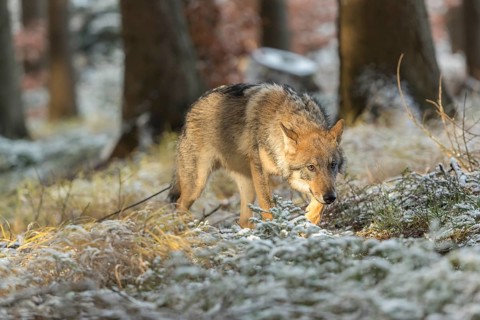 One young male eurasian gray wolf (Canis lupus lupus) running thru the snow-covered undergrowth of