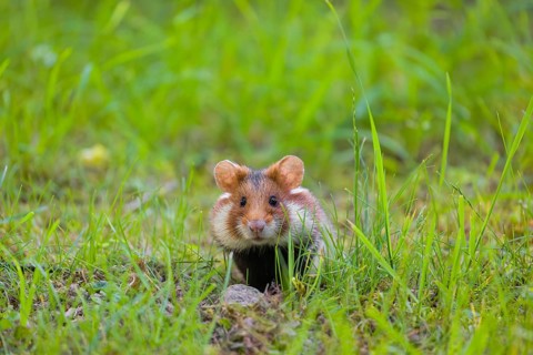 A European hamster (Cricetus cricetus), Eurasian hamster, black-bellied hamster or common hamster,