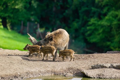 A wild boar or wild pig sow (Sus scrofa) ends the suckling of her piglets on a clearing