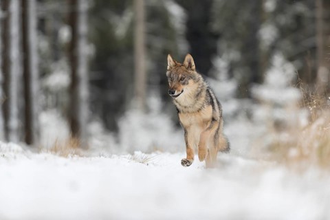 One young male eurasian gray wolf (Canis lupus lupus) running thru the snow-covered undergrowth of