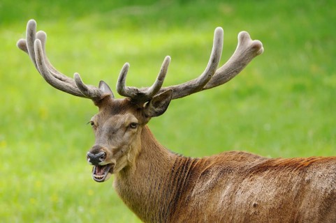 Stag with protruding antlers and open mouth in a green environment, red deer (Cervus elaphus),