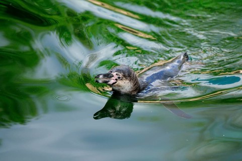 Penguin moves calmly in the shimmering green water, surroundings in harmonious motion, Humboldt