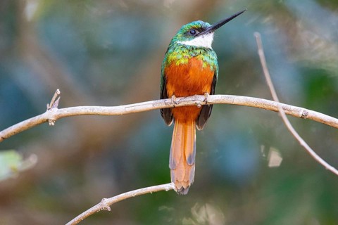 Rufous-tailed jacamar (Galbula ruficauda) Pantanal Brazil